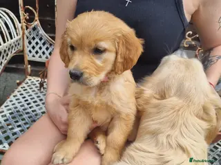 Golden Retriever dogs 🩷READY NOW Only one girls left 🩷 - Advert 12
