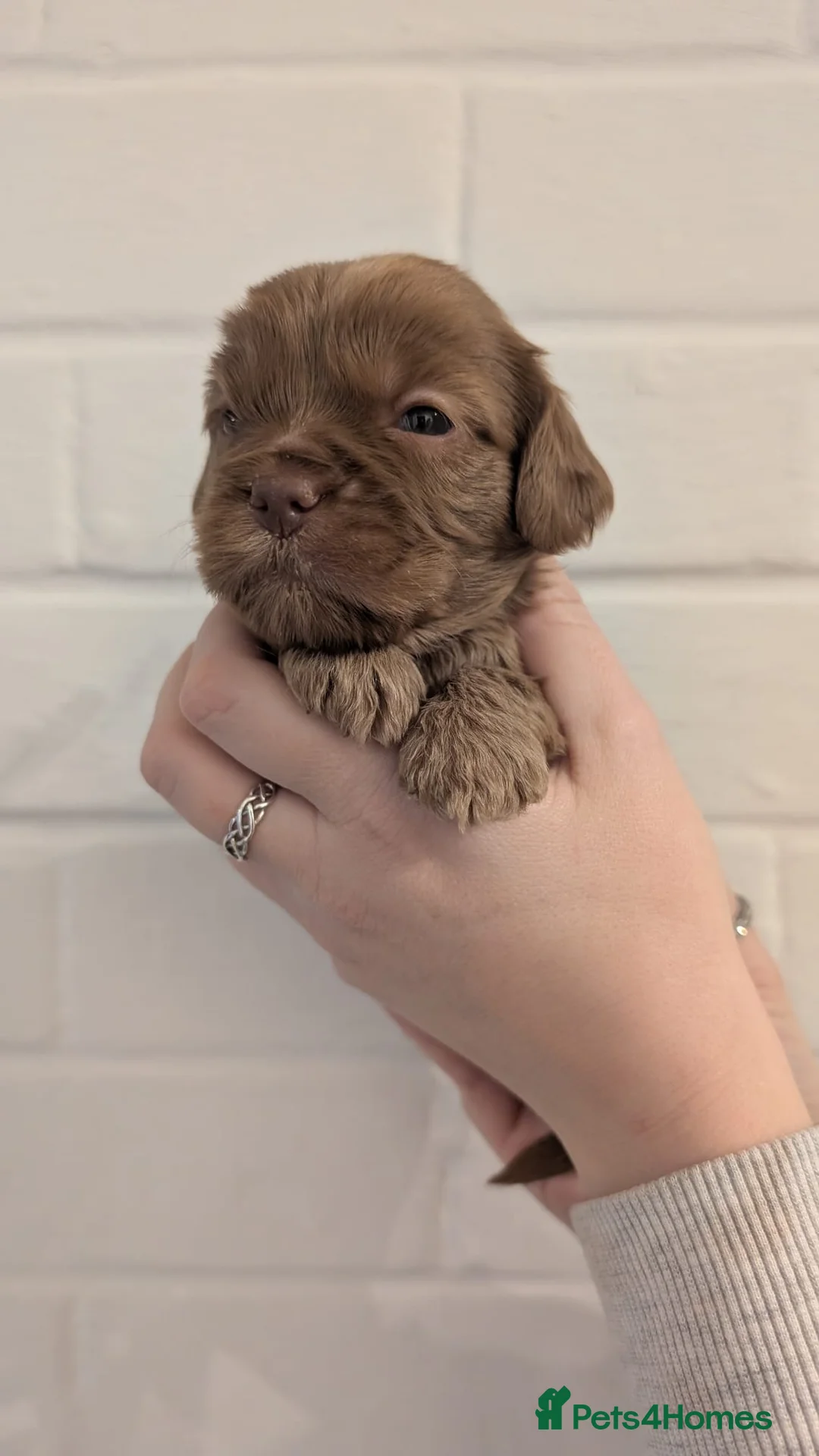 Cockapoo dogs for sale: Cockapoo puppies - Advert 5