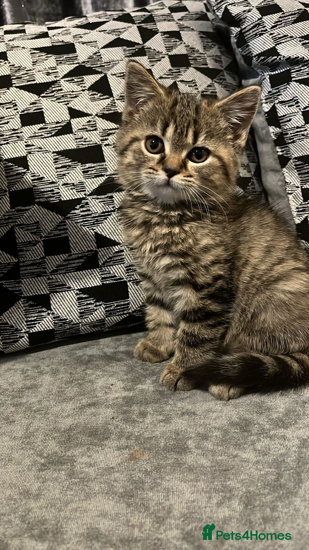 British Shorthair cats for sale: British Shorthair kitten  - Advert 7