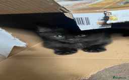 Domestic Shorthair cats for sale: Four fluffy kittens  - Image 5