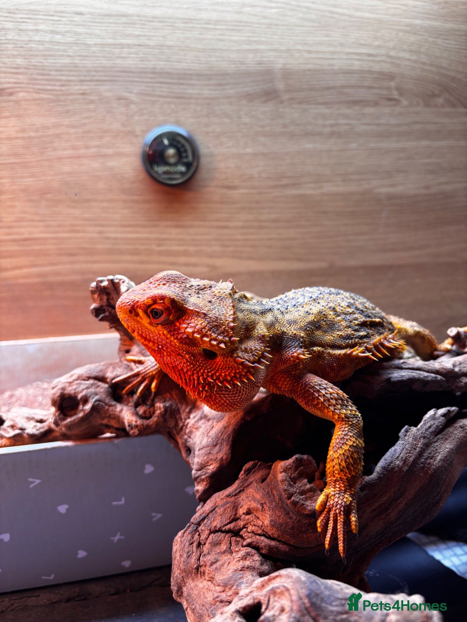 Bearded Dragon reptiles 4 Year Old Bearded Dragon + Full Setup - Advert 1