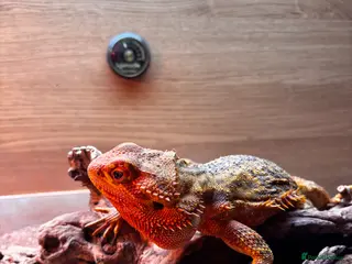 Bearded Dragon reptiles 4 Year Old Bearded Dragon + Full Setup - Advert 1