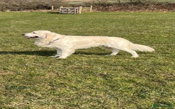 Golden Retriever dogs for sale: Golden retriever pupies  - Image 8