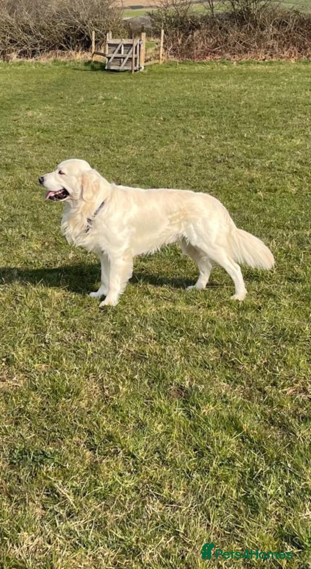 Golden Retriever dogs for sale: Golden retriever pupies  - Image 8
