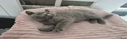 British Shorthair cats for sale:  Ready! GCCF parents with champions in line,BSH  - Advert 20