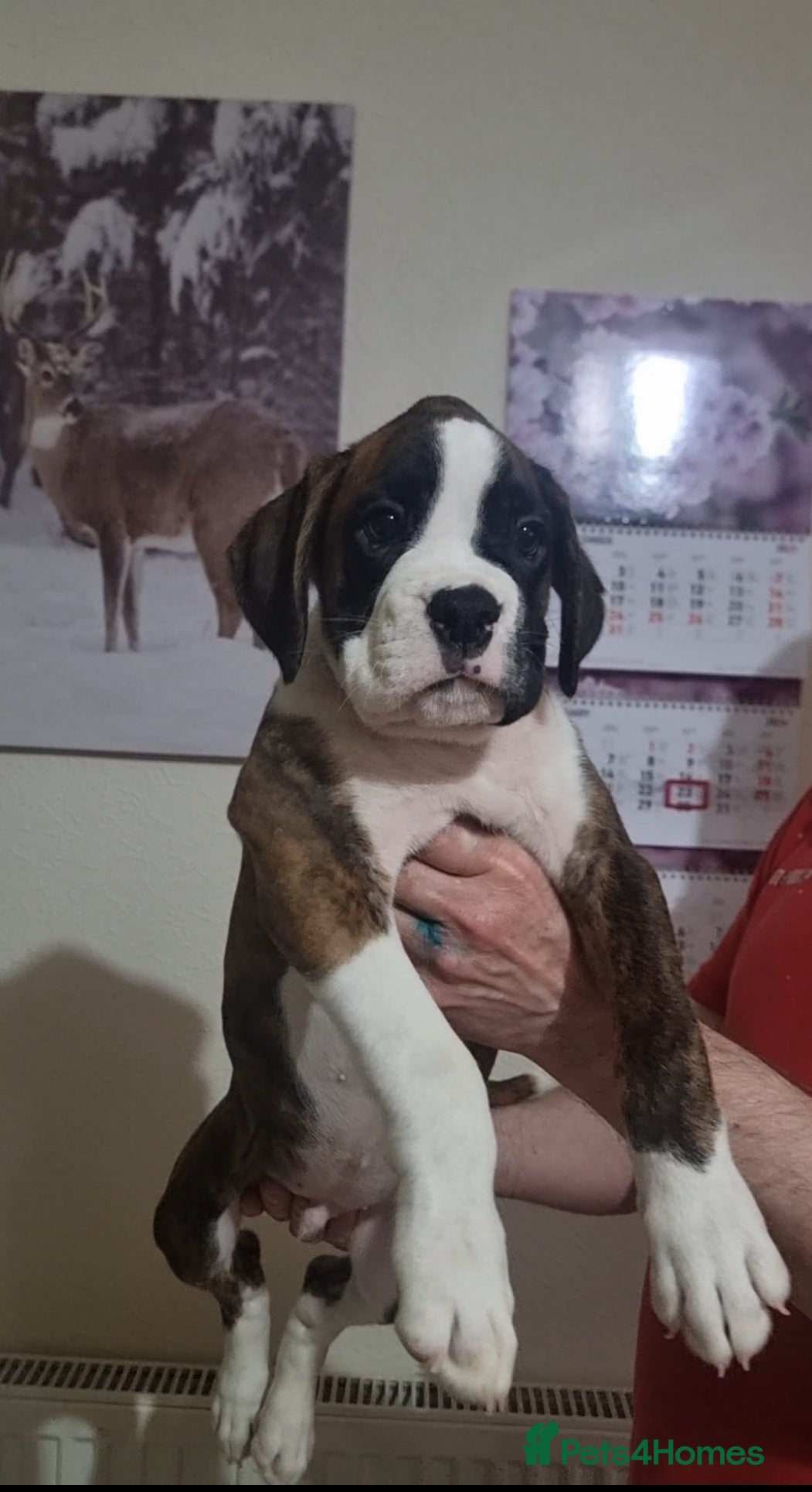 Boxer dogs Last boy Outstanding  KC Boxer puppies - Advert 16