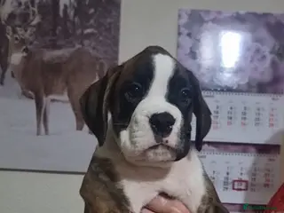 Boxer dogs Last boy Outstanding KC Boxer puppies - Advert 16