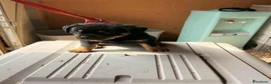 Rottweiler Puppy 3
