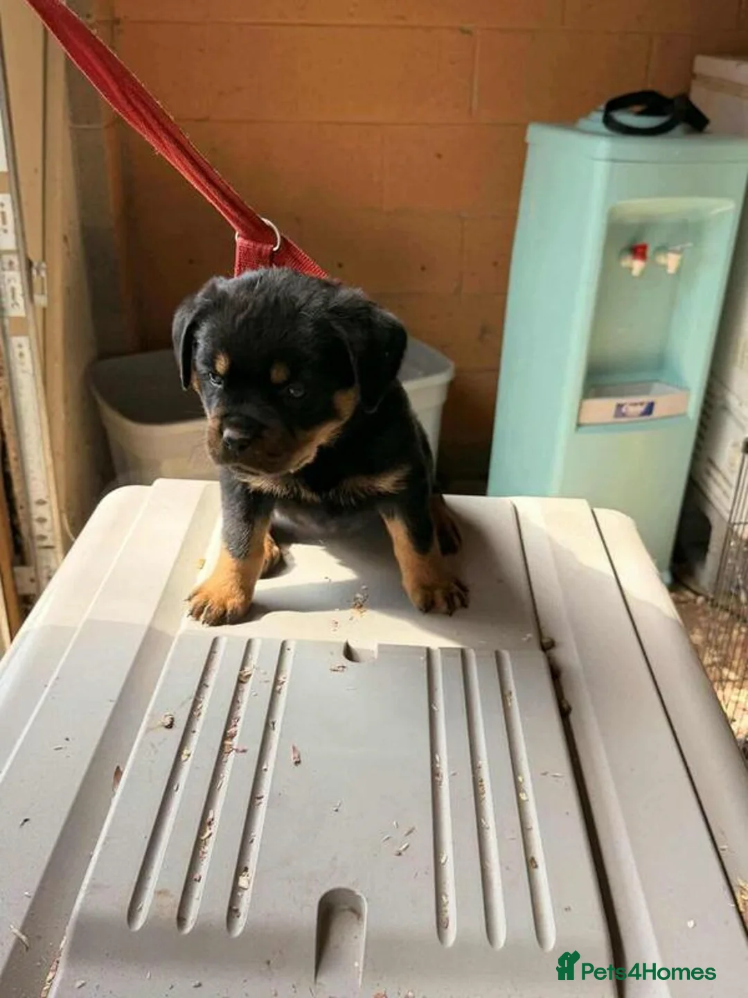 Rottweiler dogs for sale: Rottweiler puppies in Auchterarder - Advert 2