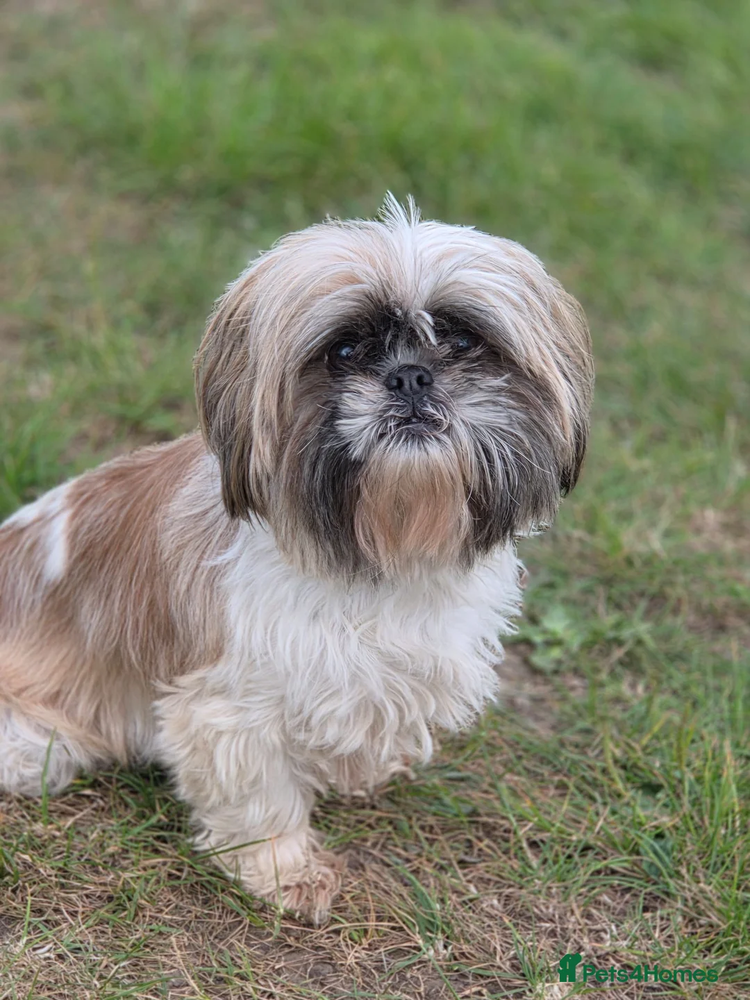 Shih Tzu dogs for sale: Beautiful shihtzu girl - Advert 1