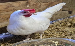 Chickens poultry for sale: Our last Hybrid POL hens of 2025 - Image 5