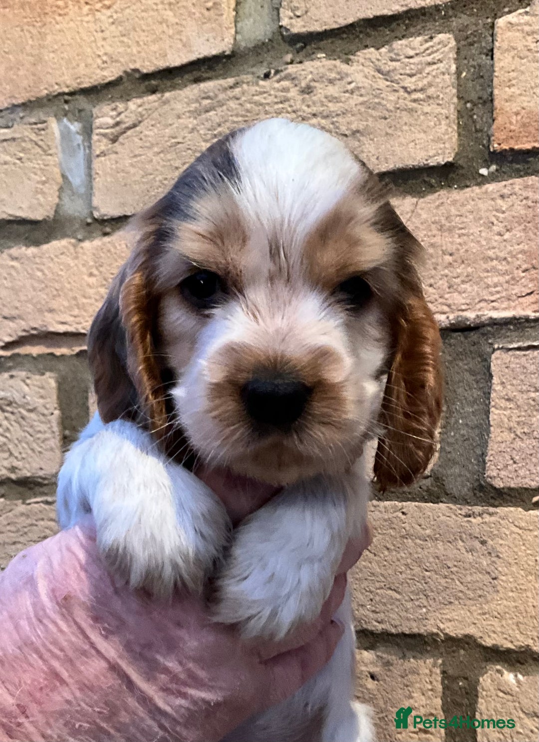 Cocker Spaniel dogs for sale: Stunning Litter of Show Cocker Spaniel Puppies  - Advert 17