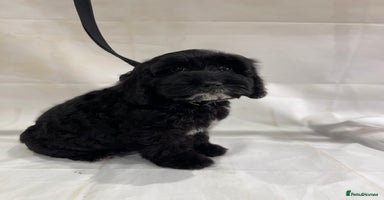 Cockapoo dogs - Advert 10