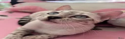 Bengal cats for sale: Our blue eyed girl  - Advert 3