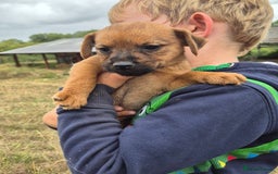 Mixed Breed dogs for sale: 6 lakeland terrier cross bitchs - Image 11