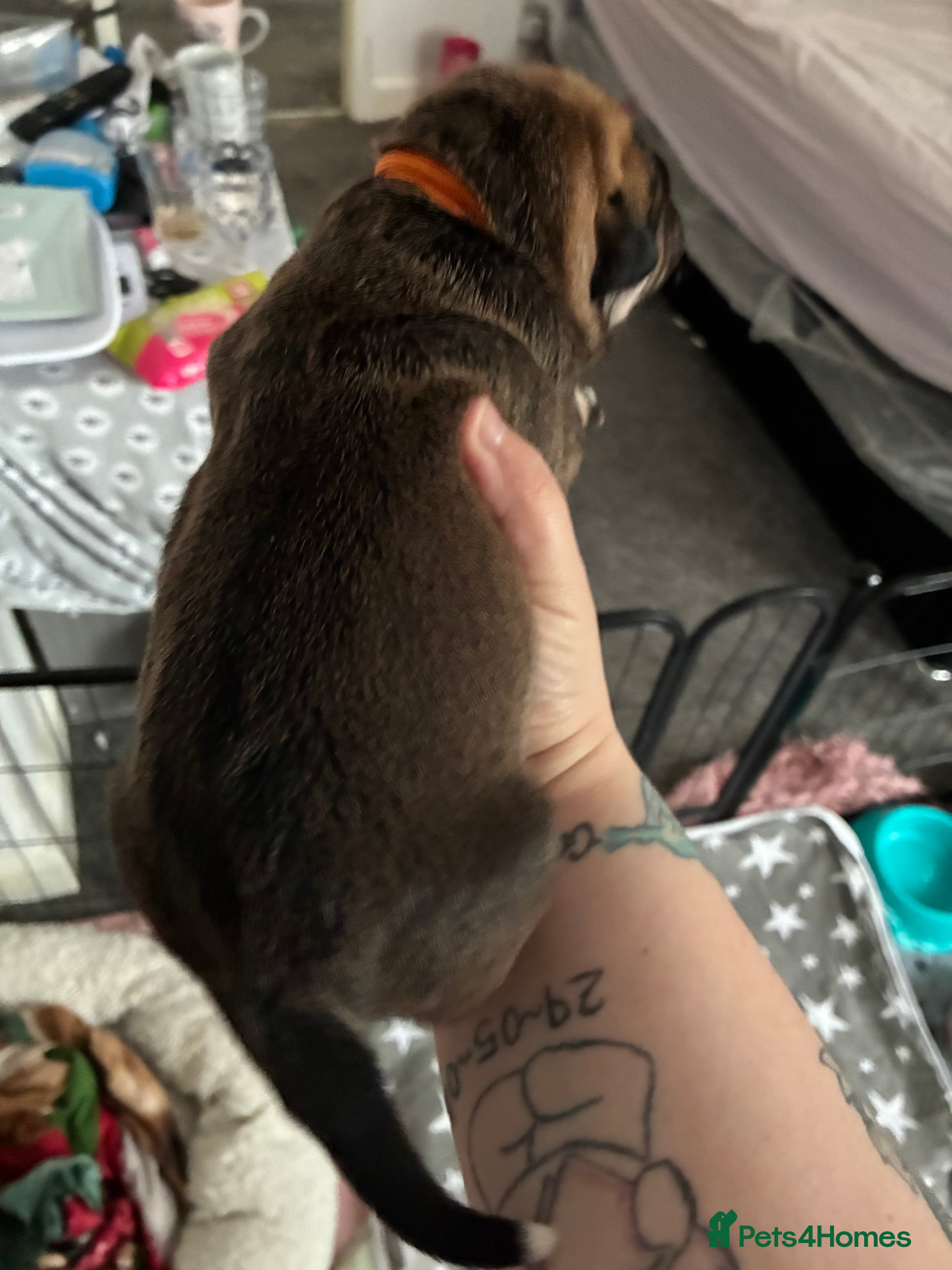 Mixed Breed dogs Puppies for sale - Advert 6