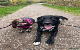 Borador dogs for sale: Ghost - Advert 1