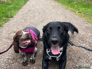 Borador dogs Ghost - Advert 1