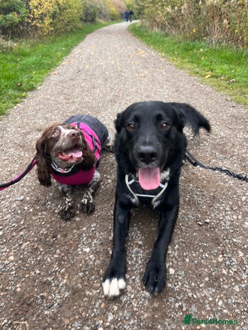 Borador dogs Ghost - Advert 1