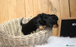 Miniature Dachshund dogs for sale: KC Health tested Licensed breeder 12 years exp - Image 33