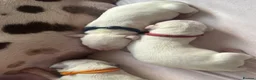 Dalmatian dogs for sale: Eagerly Awaited Litter Now Here 💫 - Advert 35