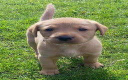 Labrador Retriever dogs for sale: Beautiful litter of KC labrador puppies  - Image 4