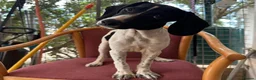 Mixed Breed dogs for adoption: Tiana (Pointer mix) in Coulsdon - Advert 20
