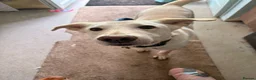 Mixed Breed dogs for sale: Awesome Oliver - Advert 1