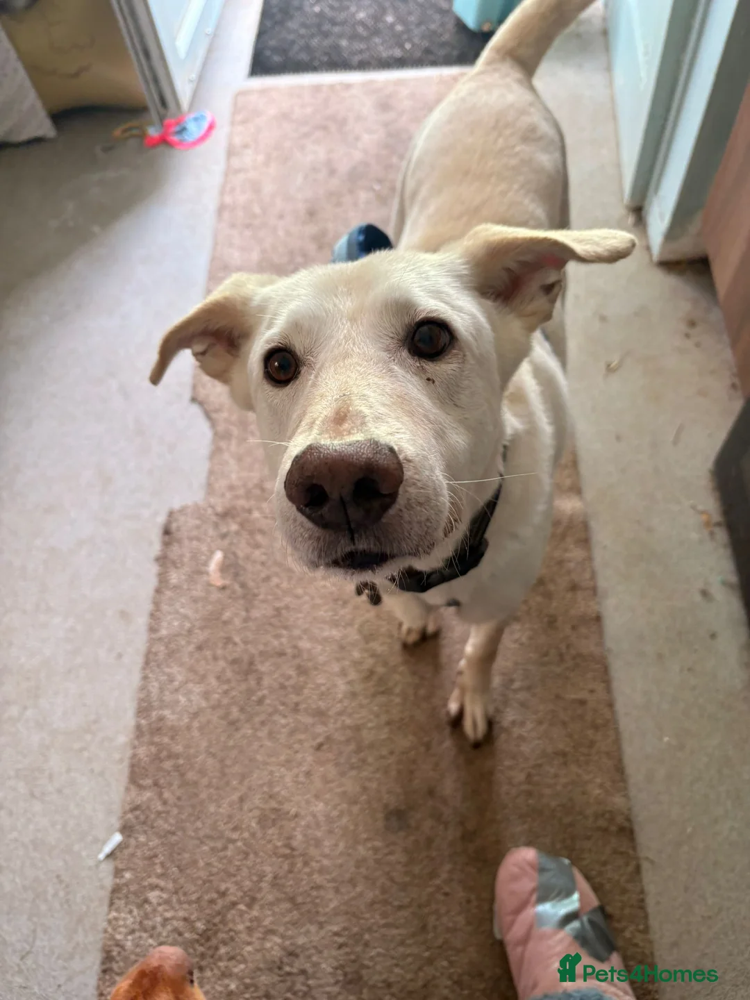 Mixed Breed dogs for sale: Awesome Oliver - Advert 1