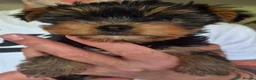 Yorkshire Terrier dogs for sale: Beautiful Yorkie Puppies Looking For Loving Homes - Advert 5