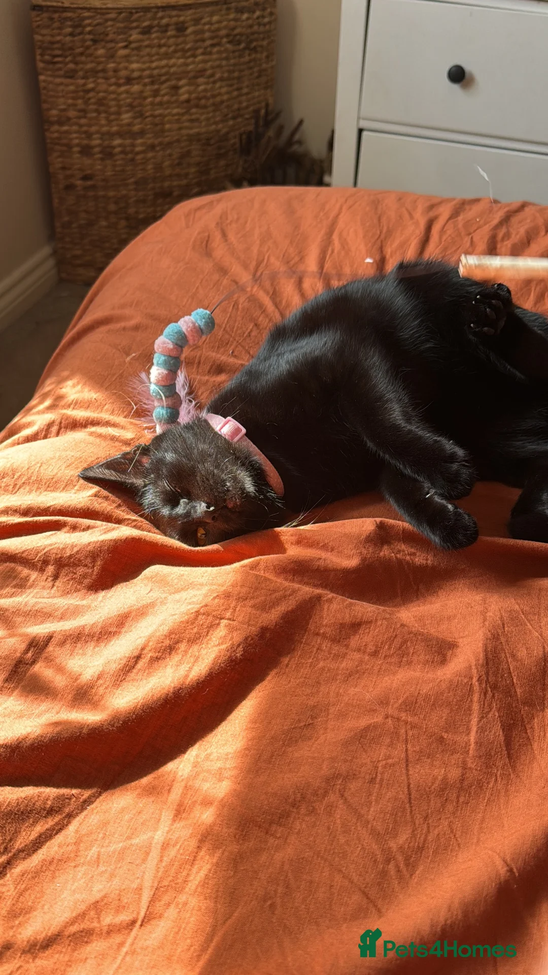Mixed Breed cats for sale: 3 beautiful tortoiseshell girls available now in Wrexham - Advert 4