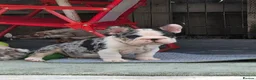 French Bulldog dogs for sale: Open for offer  French Bulldog with papers - Advert 9
