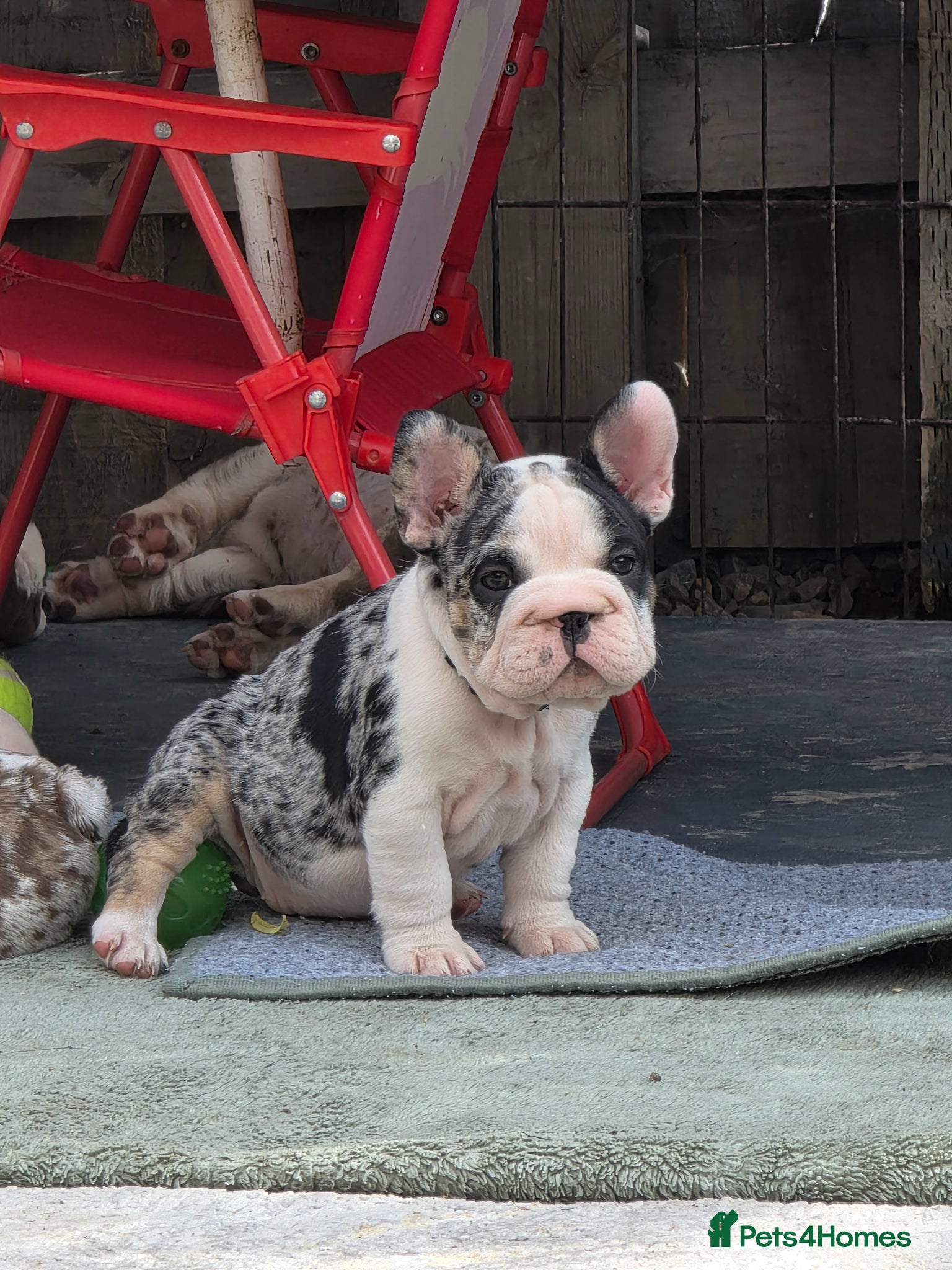 French Bulldog dogs FRENCH BULLDOG - Advert 6