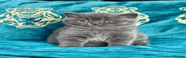 British Shorthair 1 blue boy