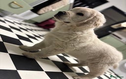 Golden Retriever dogs for sale: Golden retriever 9 weeks old - Image 1