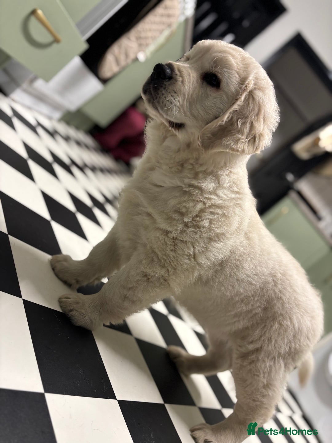 Golden Retriever dogs for sale: Golden retriever 9 weeks old - Image 1