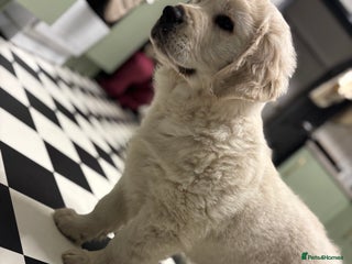 Golden Retriever dogs for sale - Advert 1