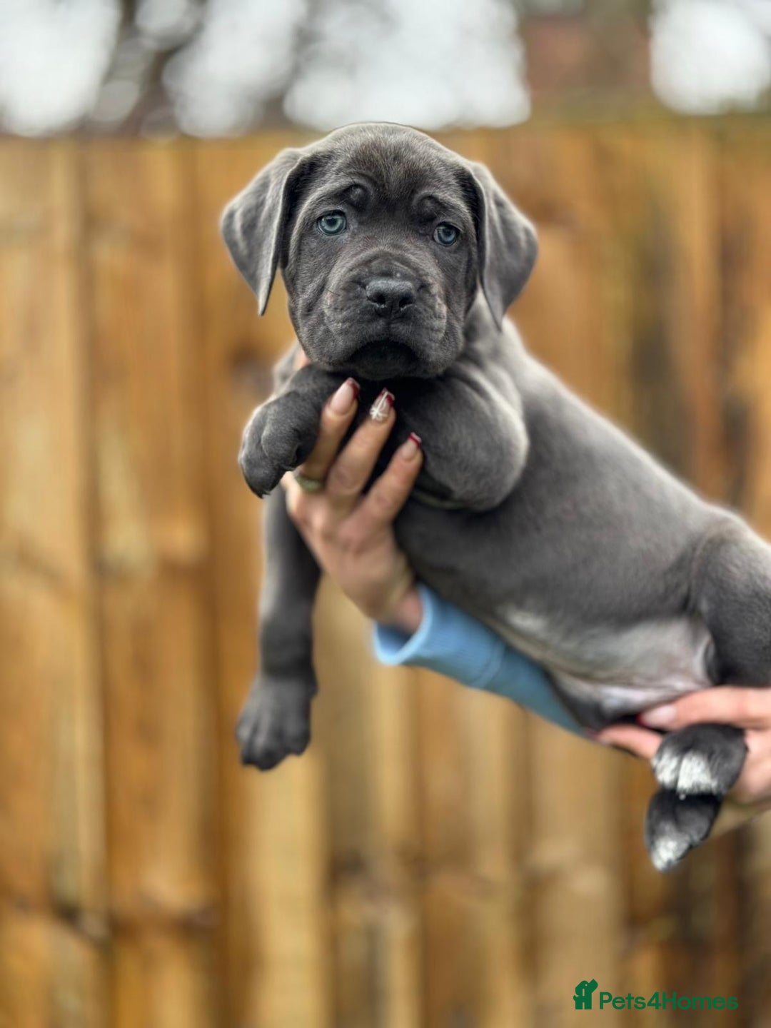 Cane Corso dogs for sale: Balestra Magica Corso IKC/FCI  - Advert 27