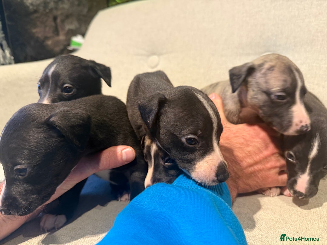Whippet dogs for sale: KC Registered Whippet Puppies - Image 6