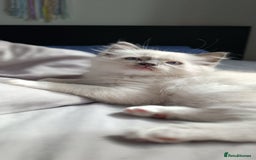 Ragdoll cats for sale: Ragdoll Kittens Looking for Loving Homes - Image 19