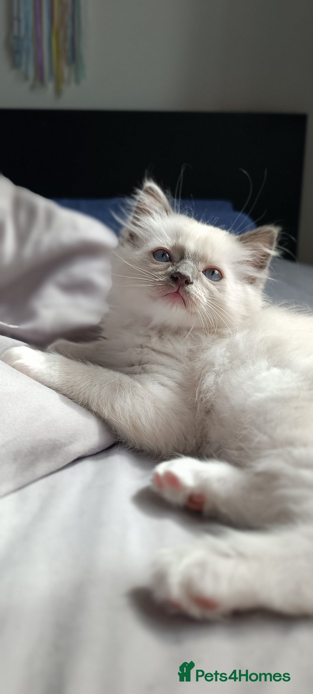 Ragdoll cats for sale: Ragdoll Kittens Looking for Loving Homes - Image 19