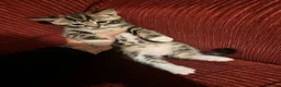 Mixed Breed cats for sale: 2 perfect boy kittens ready to leave  - Advert 7