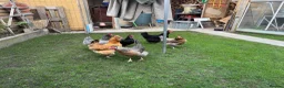 Chickens poultry for sale: Laying hen flock of 6 in Crawley - Advert 1