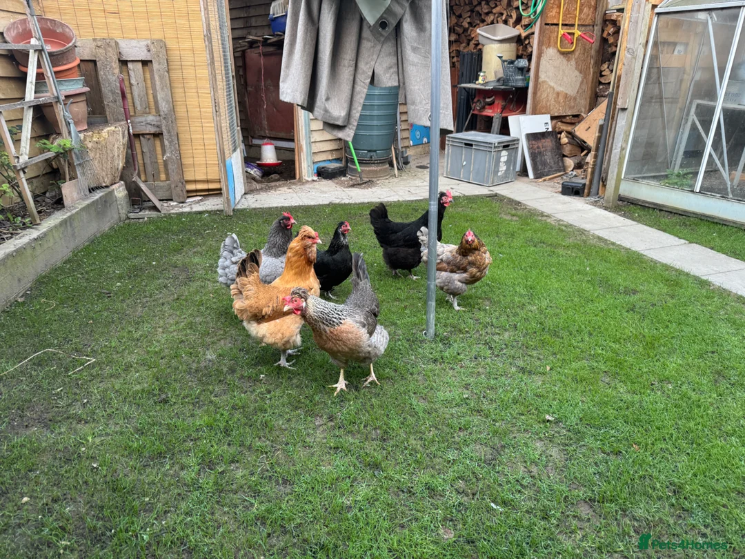 Chickens poultry for sale: Laying hen flock of 6 in Crawley - Advert 1