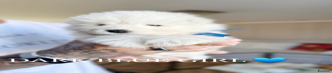 Dark blue Samoyed Puppy 