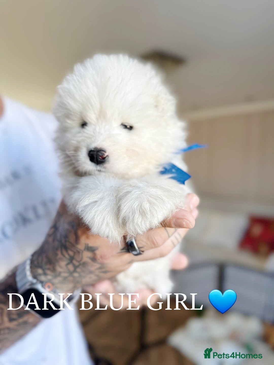 Samoyed dogs for sale: Samoyed puppies KC Registered Champions Bloodline  - Image 4