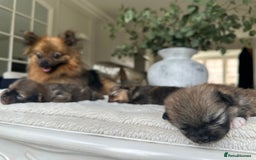 Pomeranian dogs for sale: Beautiful Pomeranian Puppy!  - Image 7
