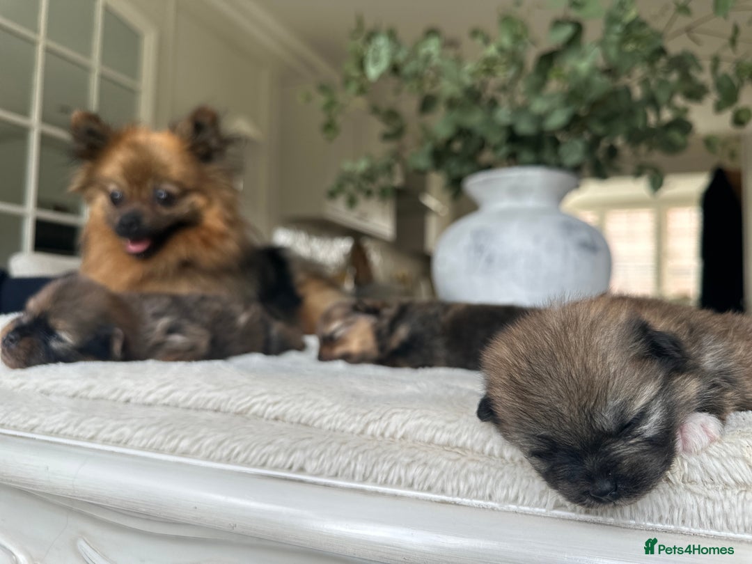 Pomeranian dogs for sale: Beautiful Pomeranian Puppy!  - Image 7