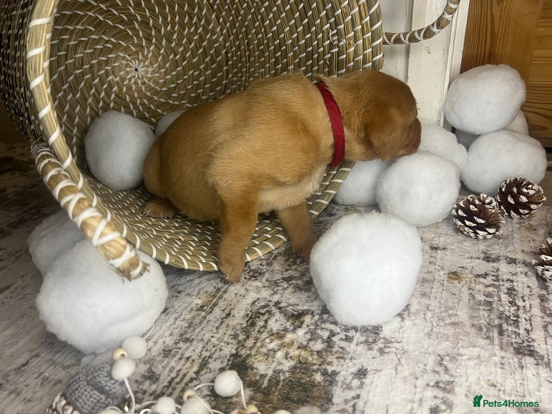 Labrador Retriever dogs for sale: Champion line KC reg dark Red Fox Yellow Labrador  - Advert 25