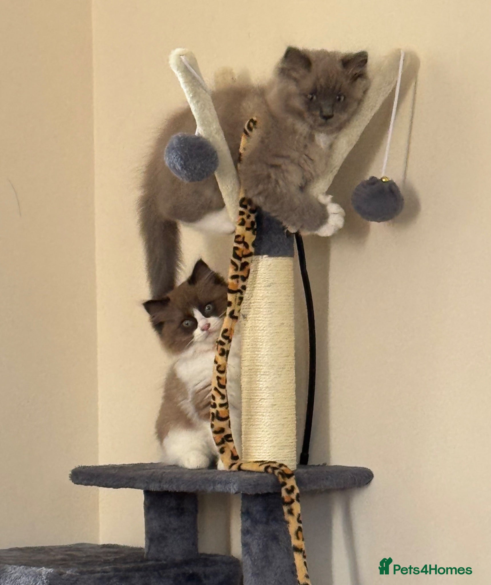 Ragdoll cats Adorable ready now mink ragdoll kittens  - Advert 6